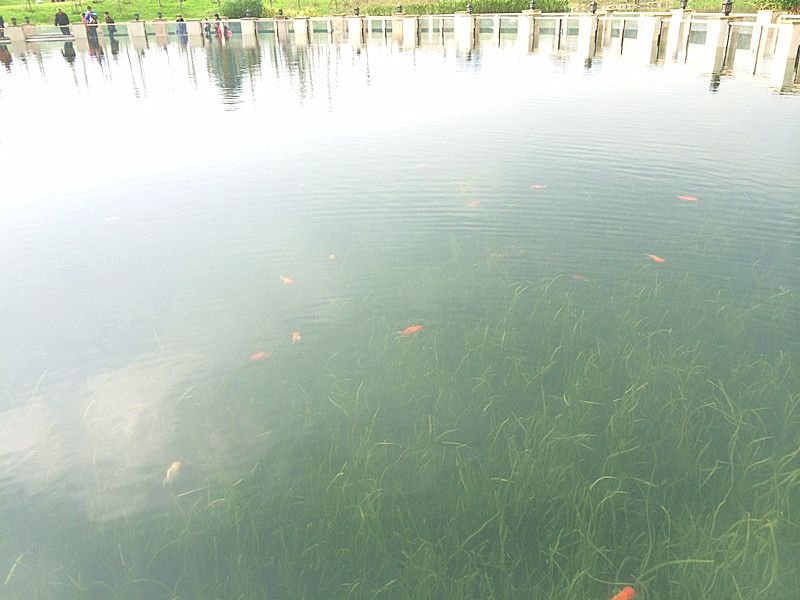 1479280223654986.jpg 1-15121510194IV.jpg