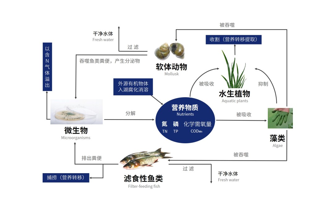 水生態(tài)構(gòu)建原理.jpg