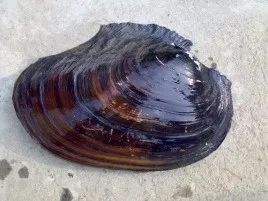 1680071176749785.jpg 9.jpg