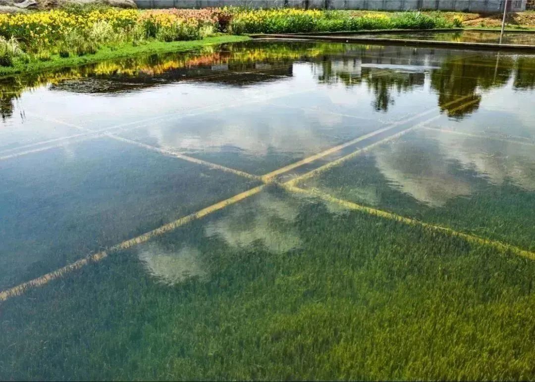 1680147127112424.jpg 3.jpg