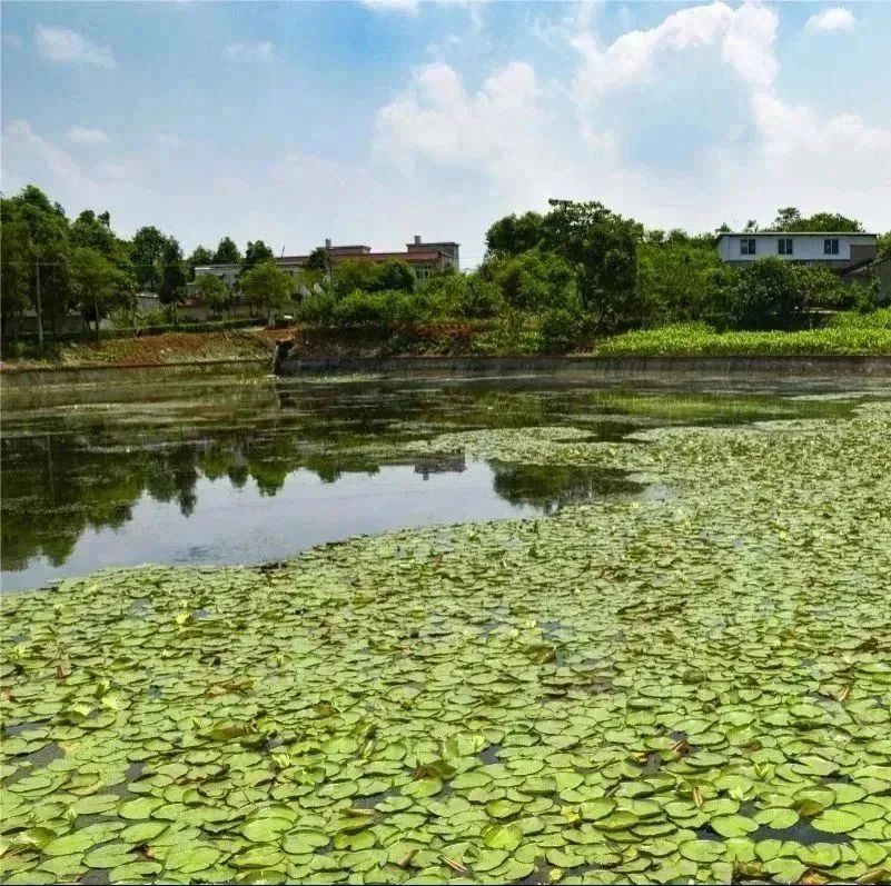 1680147135301179.jpg 4.jpg