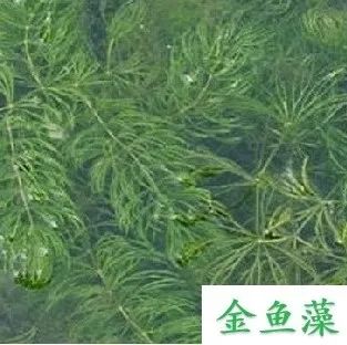 1680147174380400.jpg 7.jpg