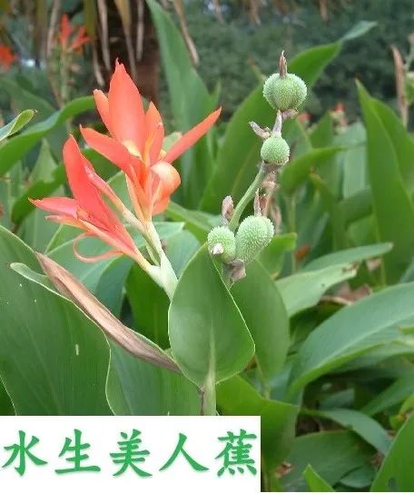 1680147206155516.jpg 9.jpg