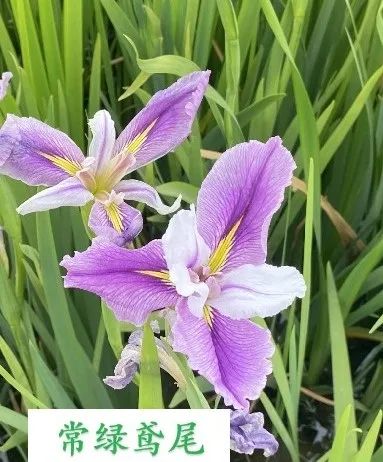 1680147216105849.jpg 10.jpg