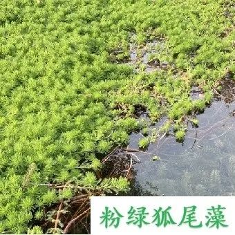 1680147236838388.jpg 11.jpg